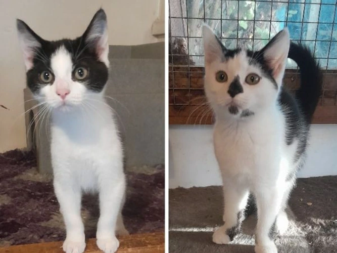 Elliot & Ella (PAIR)