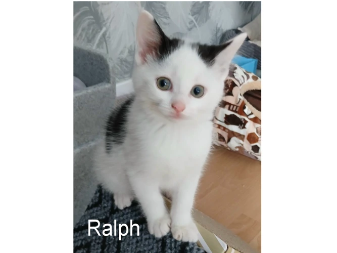 RALPH