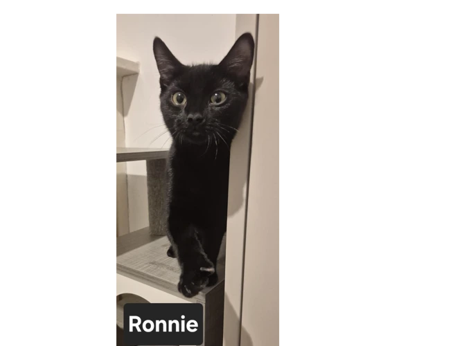 Ronnie