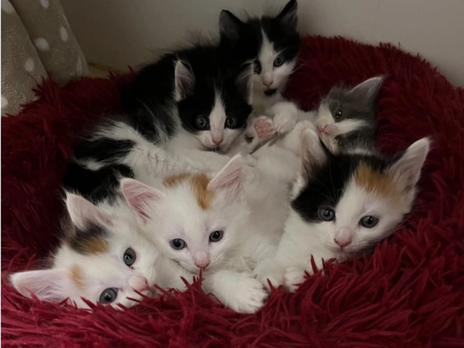 A pocketful of purrs!