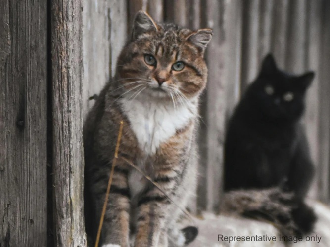 Four feral cats