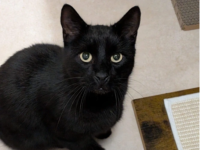 Bagheera
