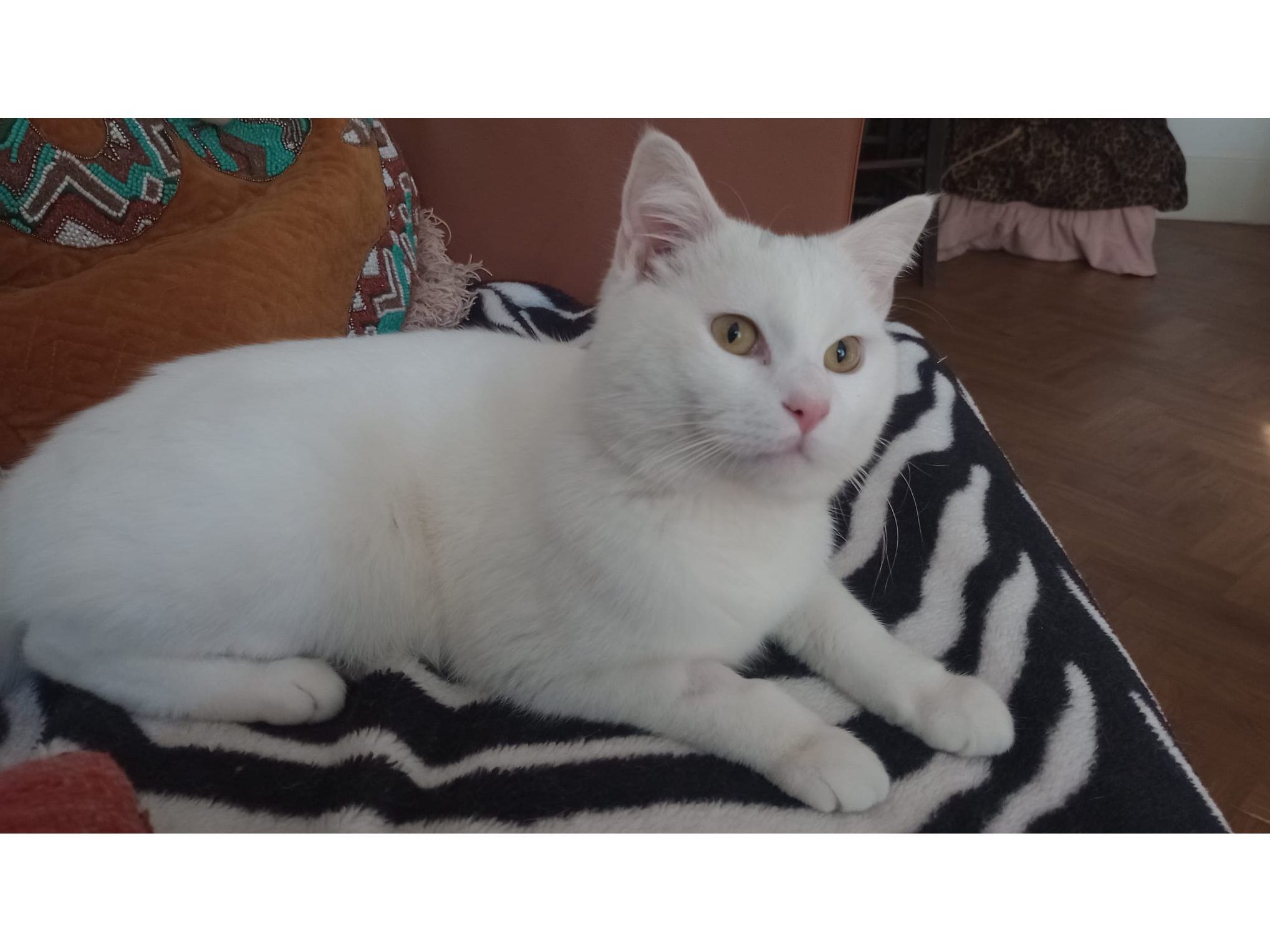 Nougat — Domestic Cat