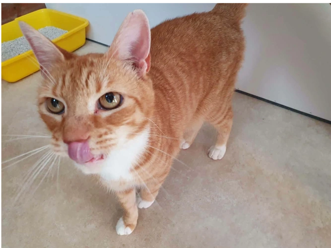 Simba