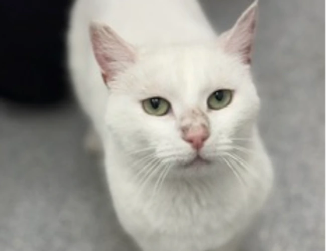 Smudge