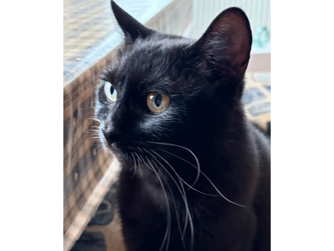 BB