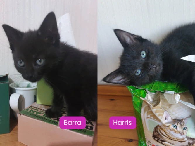 Barra and Harris