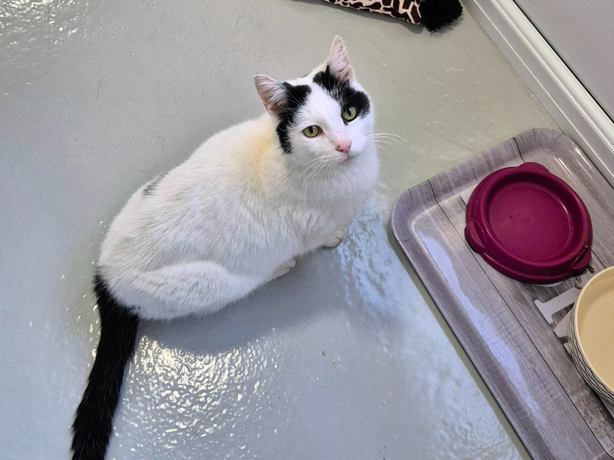 Information - Adult Cats — Domestic Cat