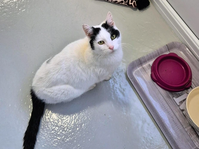 Information - Adult Cats