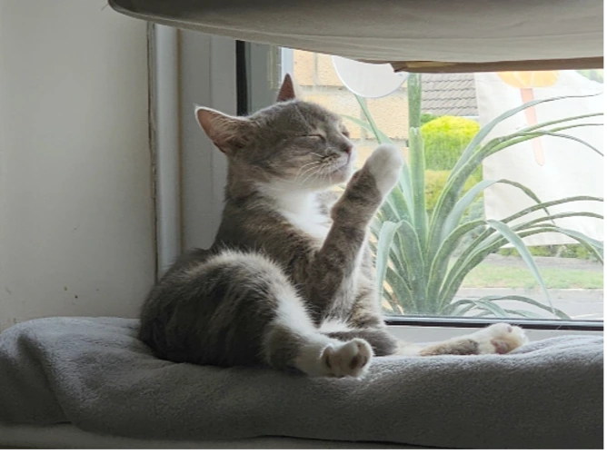 Tabitha
