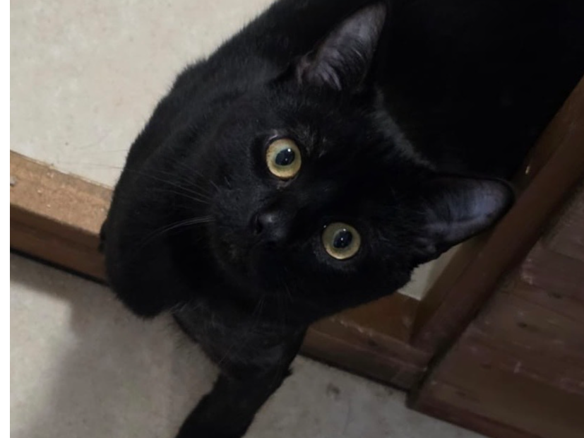 Tyson — Domestic Cat