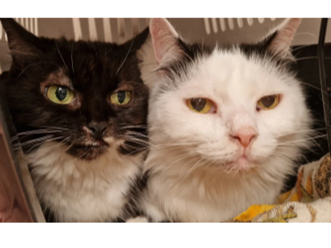 Vashti and Ziggy