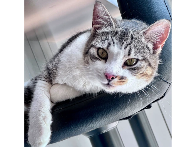 Nala
