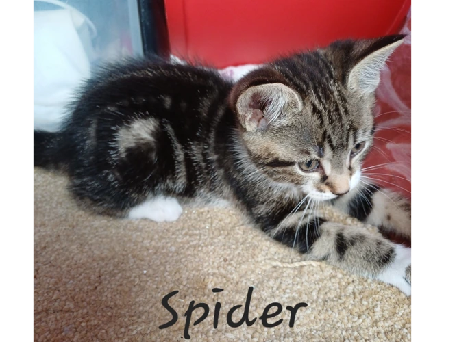 Spider