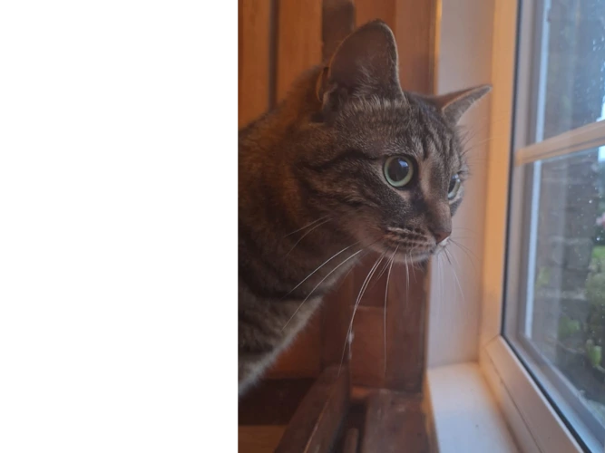 Ffreyja