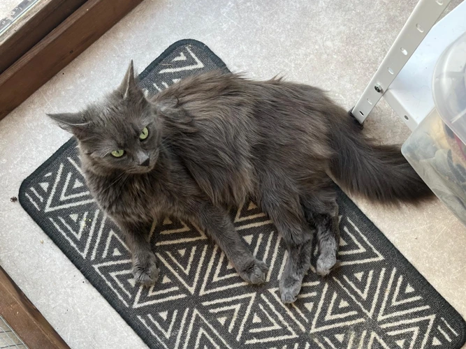 Yuki