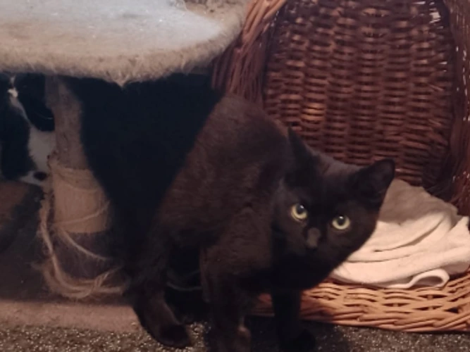 Sooty