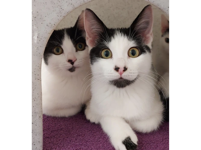 Daisy & Ben - OUTDOOR HOME NEEDED