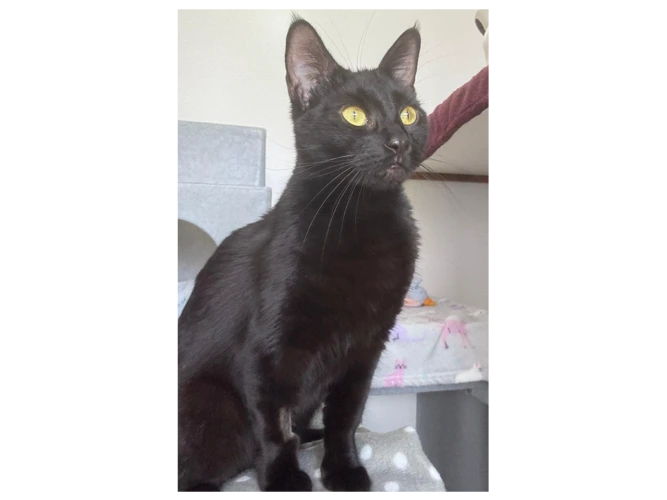 Nova