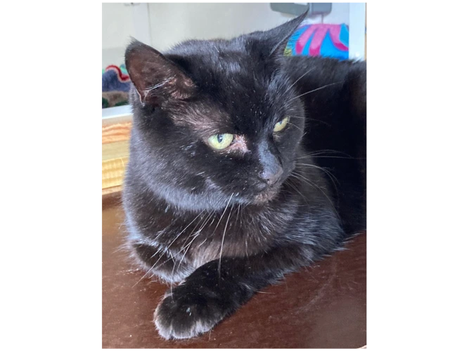 Sooty