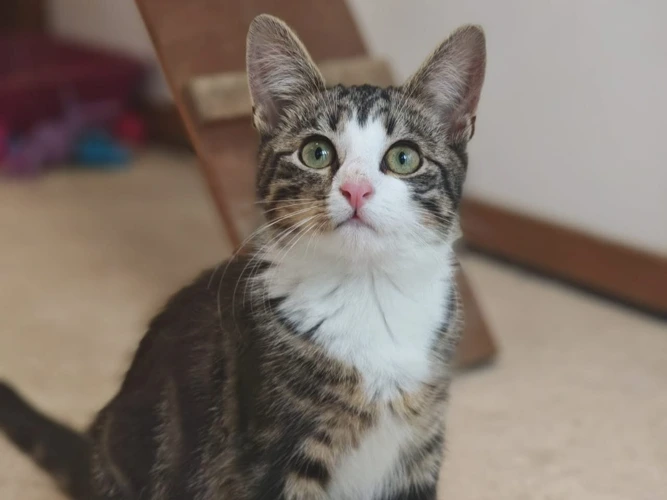 Stella (Steve)