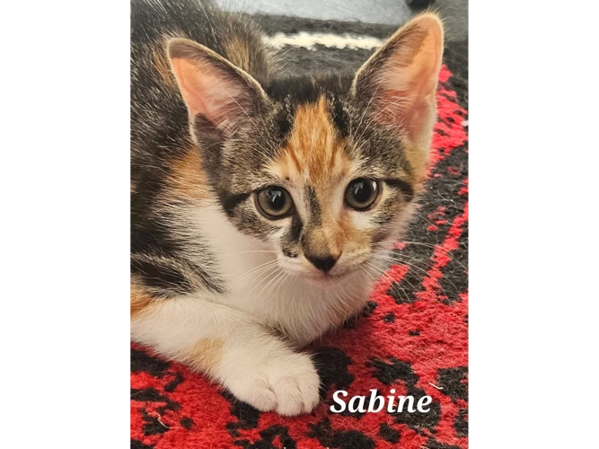 SABINE
