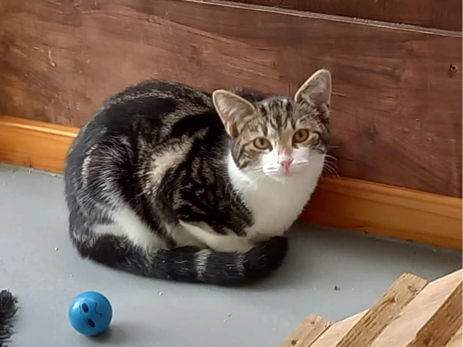 Professional Mouser – Kim