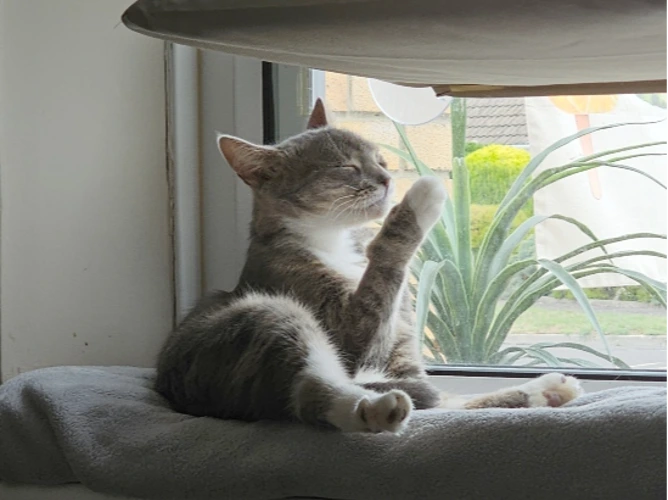 Tabitha