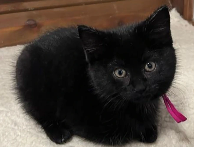 PEPPER, SALSA and HOISIN