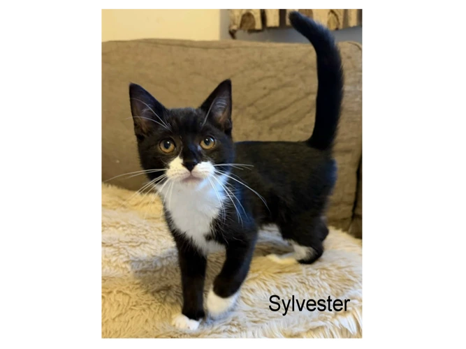 SYLVESTER