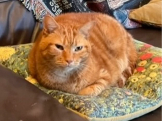 Ginger