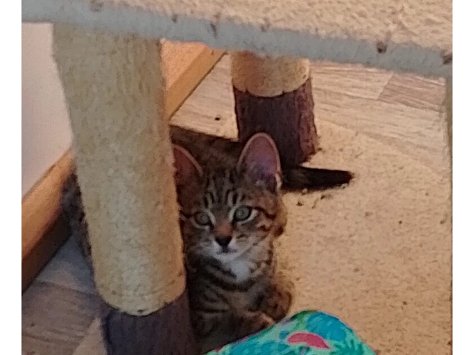 Clem & Mischief