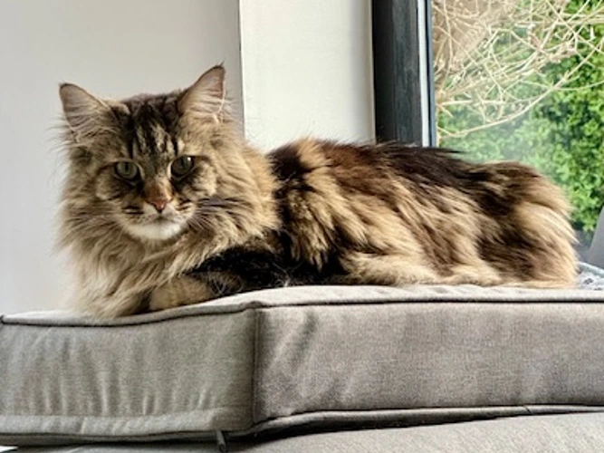 Caesar