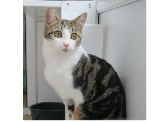 Loki