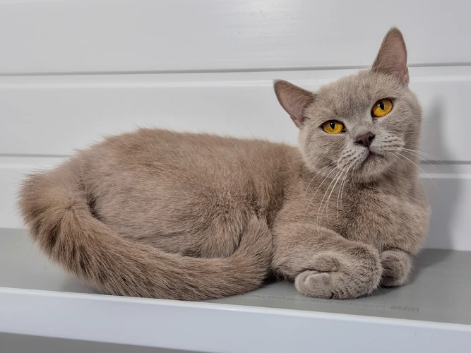Opal