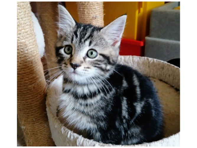 ZULU