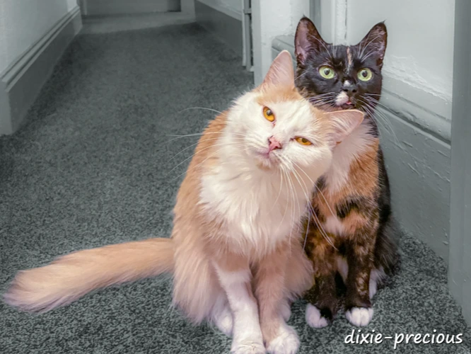 Dixie & Precious