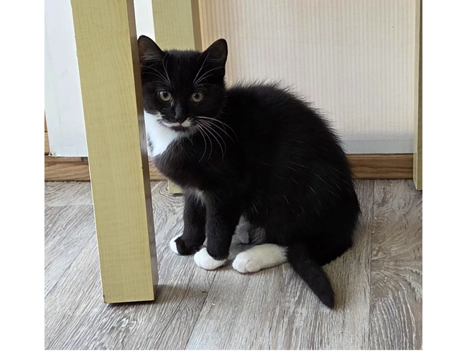 Arlo