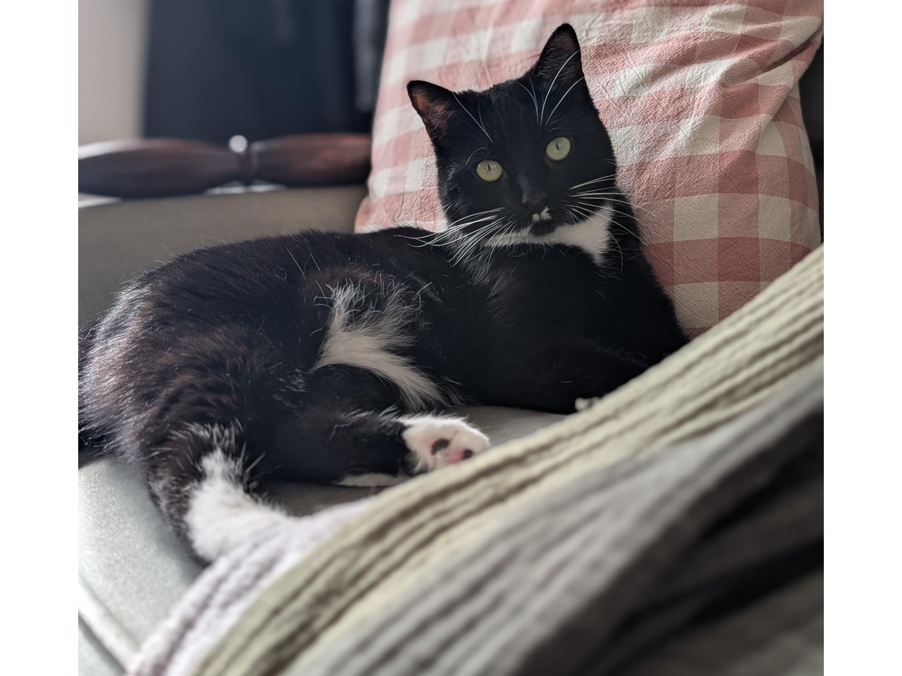 Boots — Domestic Cat