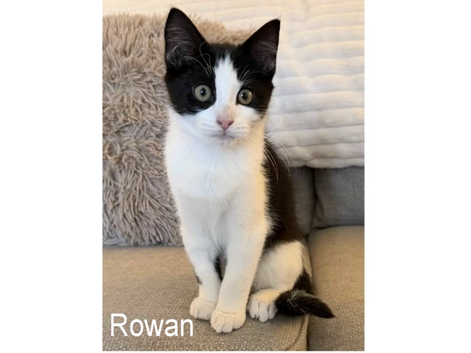 ROWAN