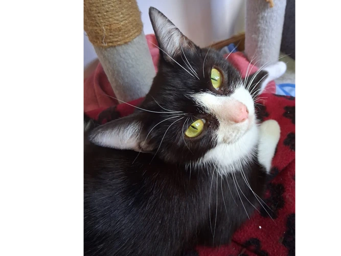 Sox