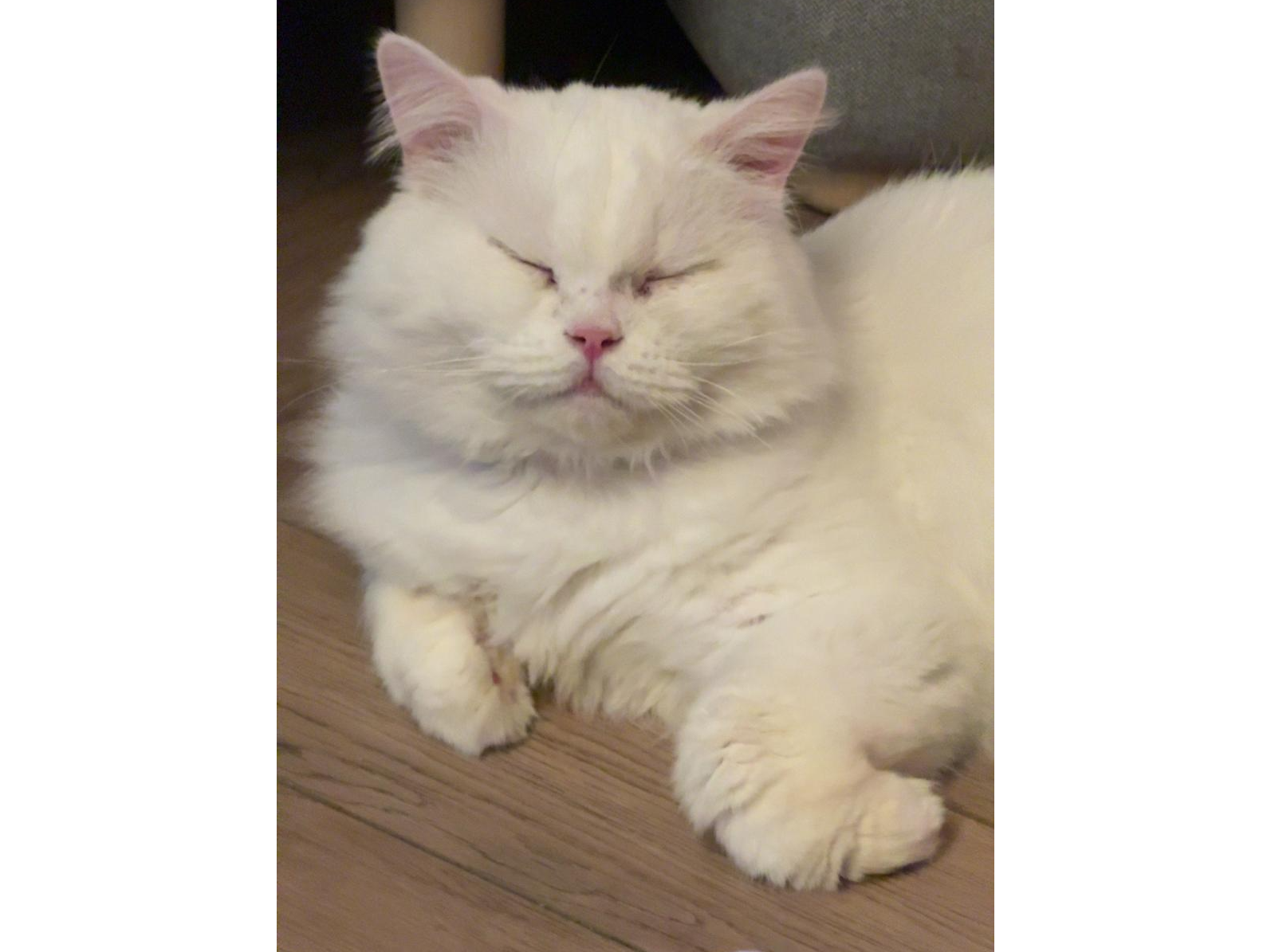 Keith — Domestic Cat