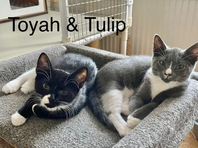 Toyah & Tulip