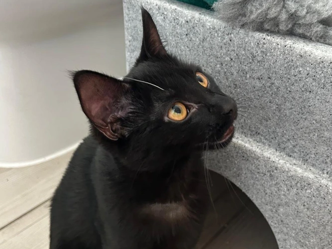 Coco