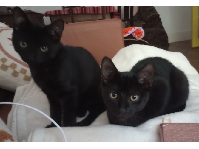 Pepsi & Cola