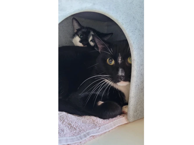 Oreo and Sage