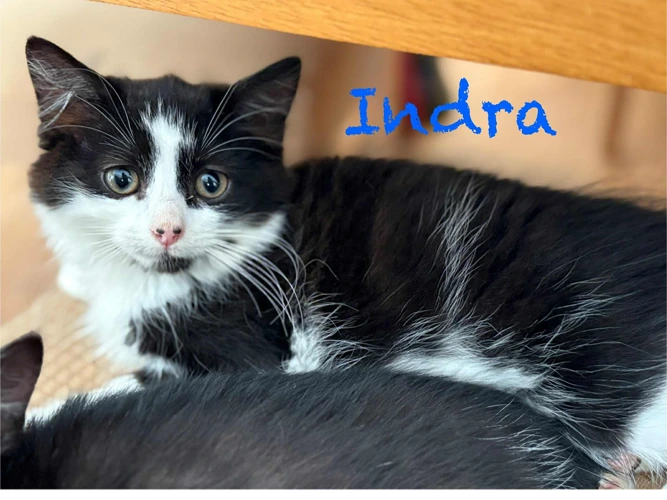 INDRA