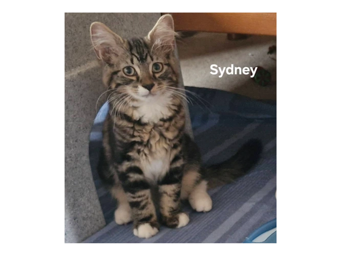 SYDNEY
