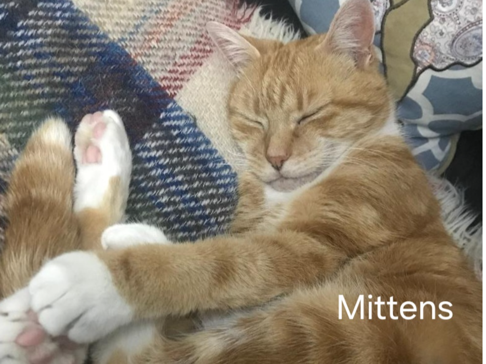 MITTENS (DH) — Domestic Cat