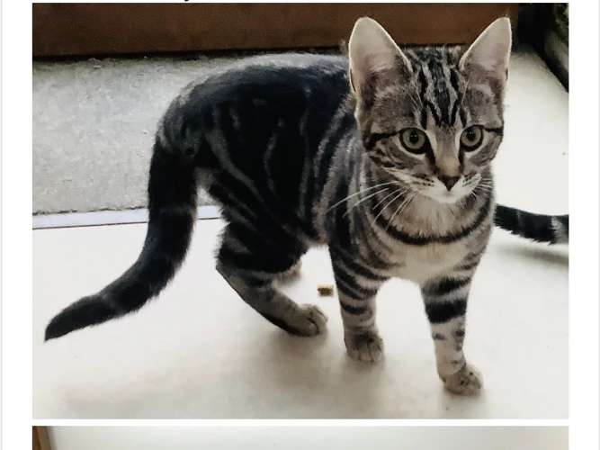 MANGO & BRANSTON (IA)